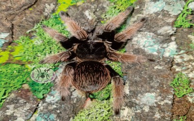 Klaasi Unsex tarantula